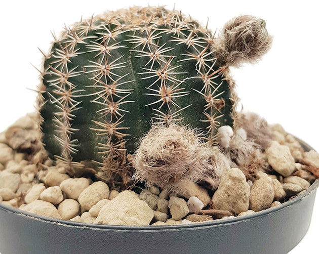 Lobivia arachnacantha &