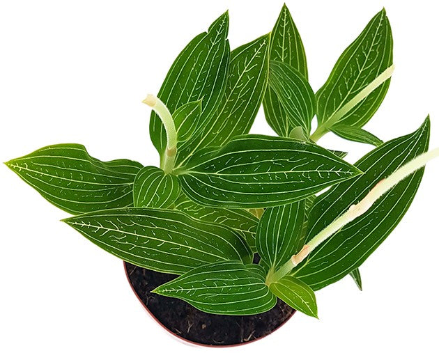 Ludisia discolor "alba" - Juwelorchidee