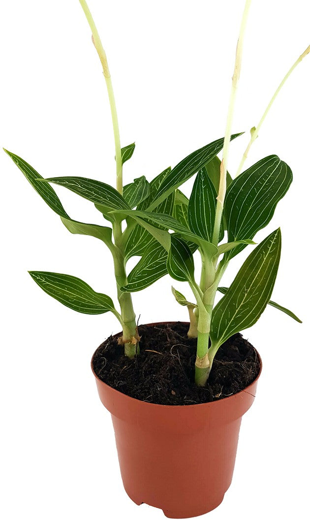 Ludisia discolor "alba" - Juwelorchidee