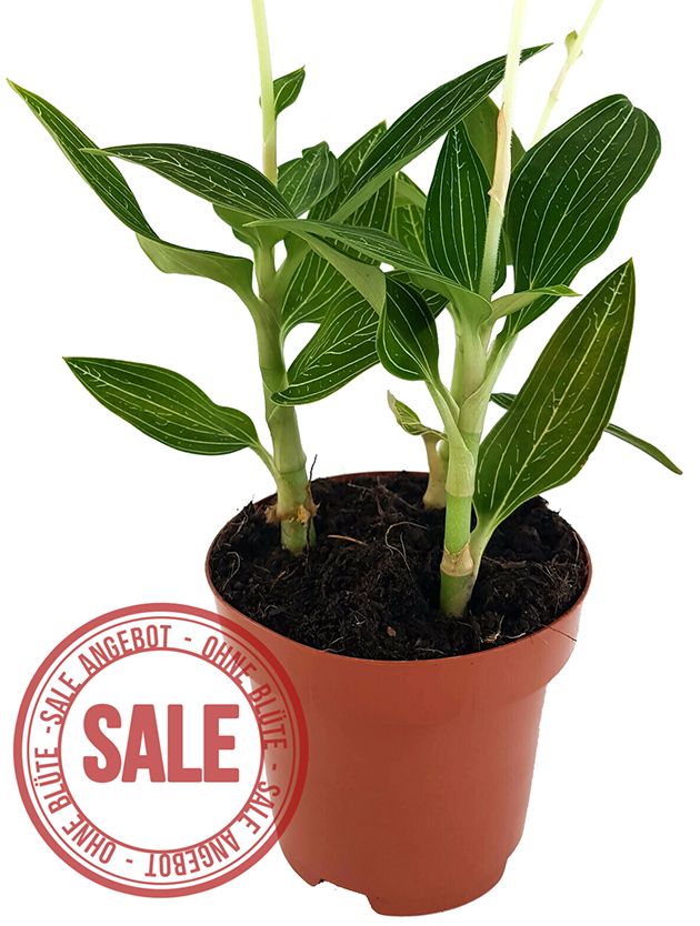 Ludisia discolor "alba" - Juwelorchidee - SALE ohne Blüte