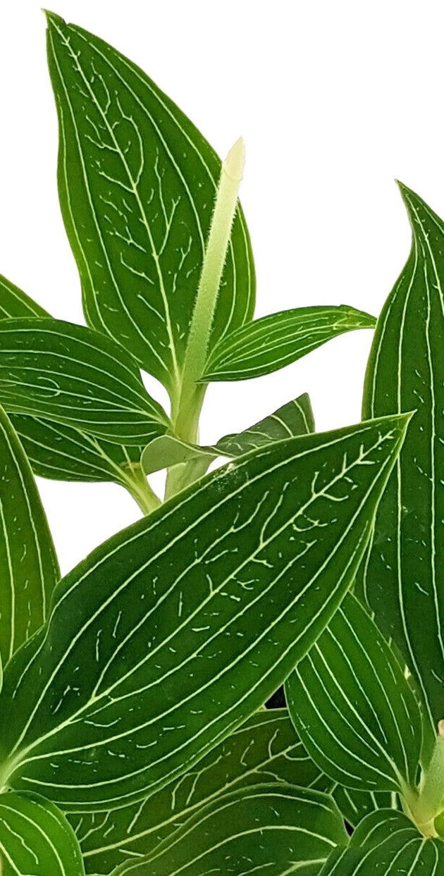 Ludisia discolor "alba" - Juwelorchidee