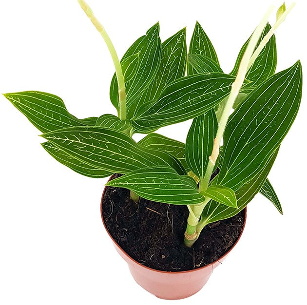 Ludisia discolor "alba" - Juwelorchidee