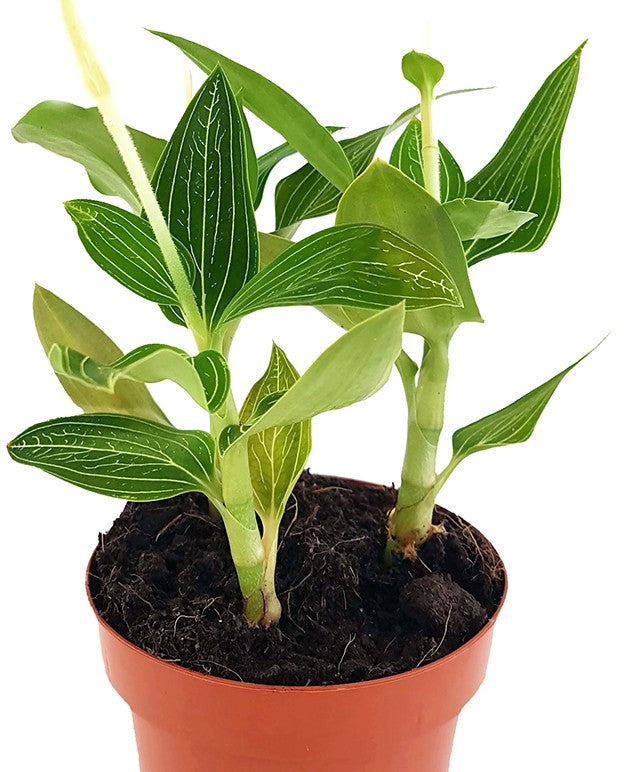 Ludisia discolor "alba" - Juwelorchidee - SALE ohne Blüte