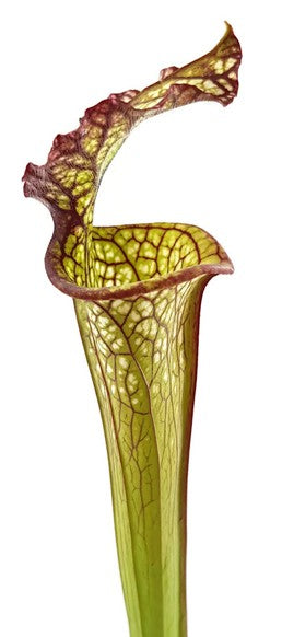 Sarracenia X "Lynda Butt"