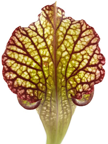 Sarracenia X "Lynda Butt"