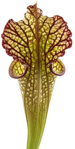 Sarracenia X "Lynda Butt"