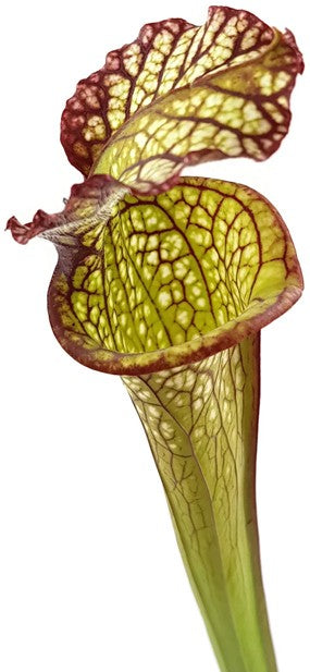 Sarracenia X "Lynda Butt"