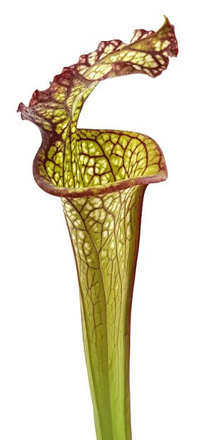 Sarracenia X "Lynda Butt"