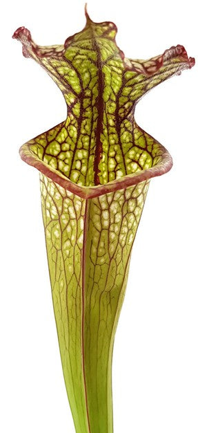 Sarracenia X "Lynda Butt"