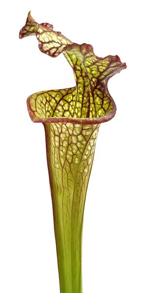 Sarracenia X "Lynda Butt"