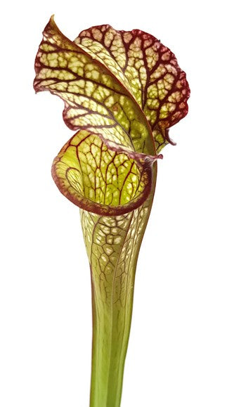 Sarracenia X "Lynda Butt"