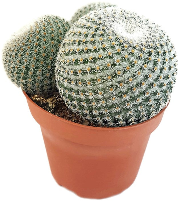 Mammillaria elegans - Warzenkaktus