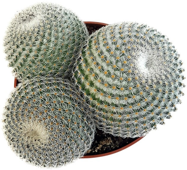 Mammillaria elegans - Warzenkaktus