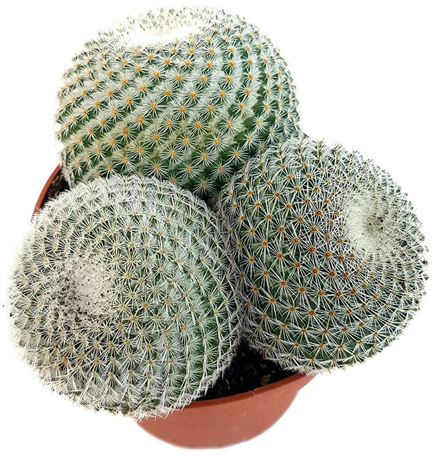 Mammillaria elegans - Warzenkaktus