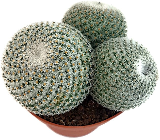 Mammillaria elegans - Warzenkaktus