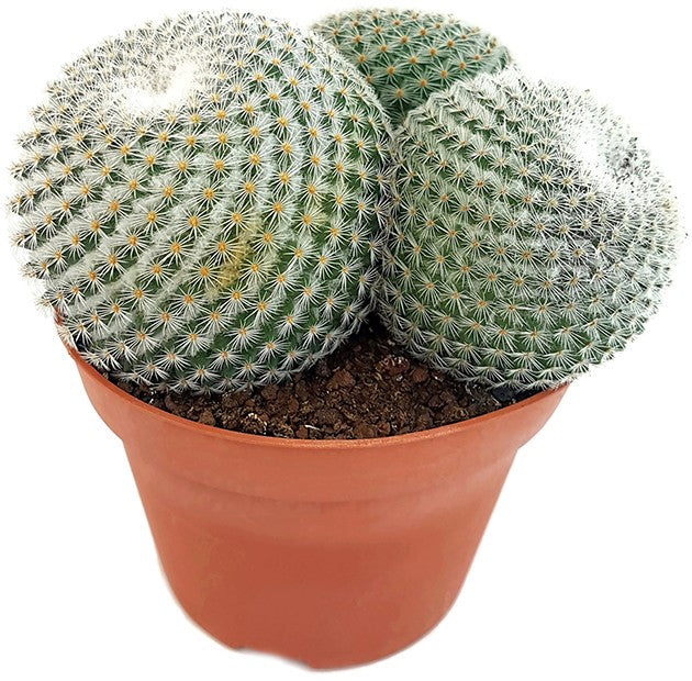 Mammillaria elegans - Warzenkaktus