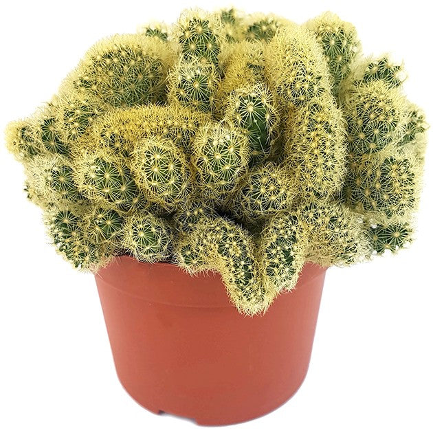 Mammillaria elongata "Golden Cristate" - kammförmiger Warzenkaktus