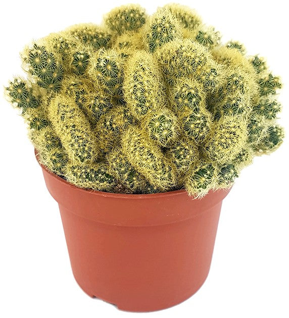 Mammillaria elongata "Golden Cristate" - kammförmiger Warzenkaktus