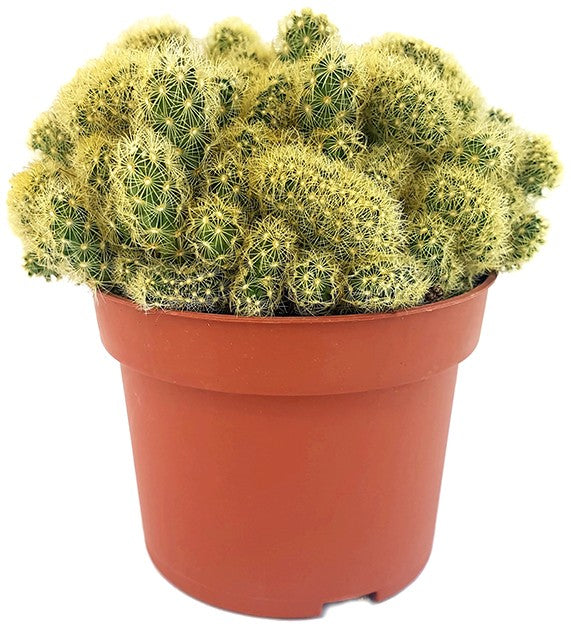 Mammillaria elongata "Golden Cristate" - kammförmiger Warzenkaktus