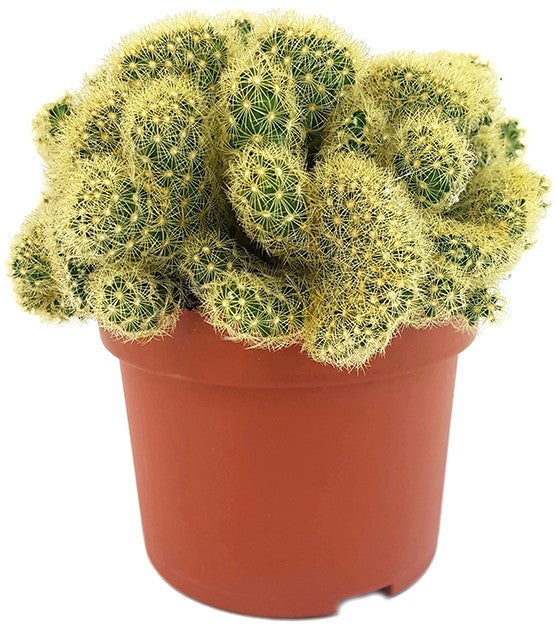 Mammillaria elongata "Golden Cristate" - kammförmiger Warzenkaktus