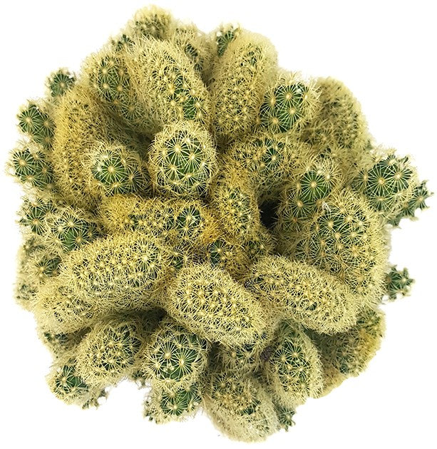 Mammillaria elongata "Golden Cristate" - kammförmiger Warzenkaktus