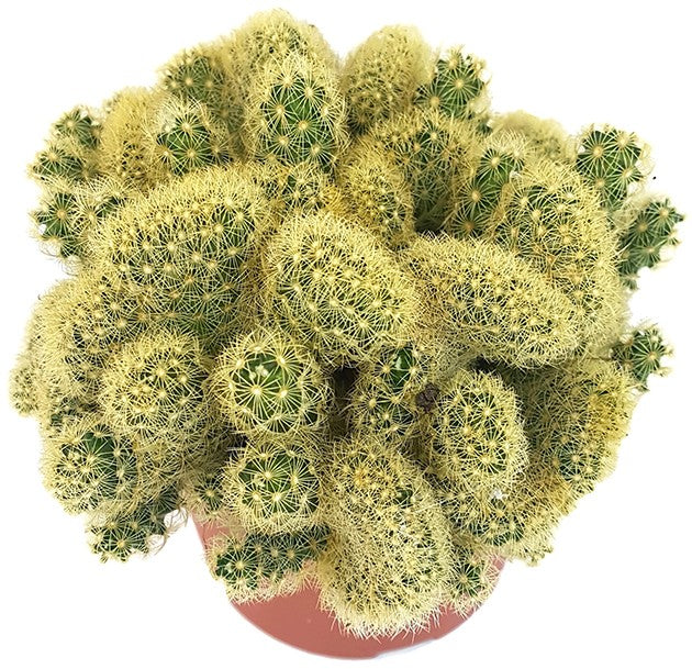 Mammillaria elongata "Golden Cristate" - kammförmiger Warzenkaktus