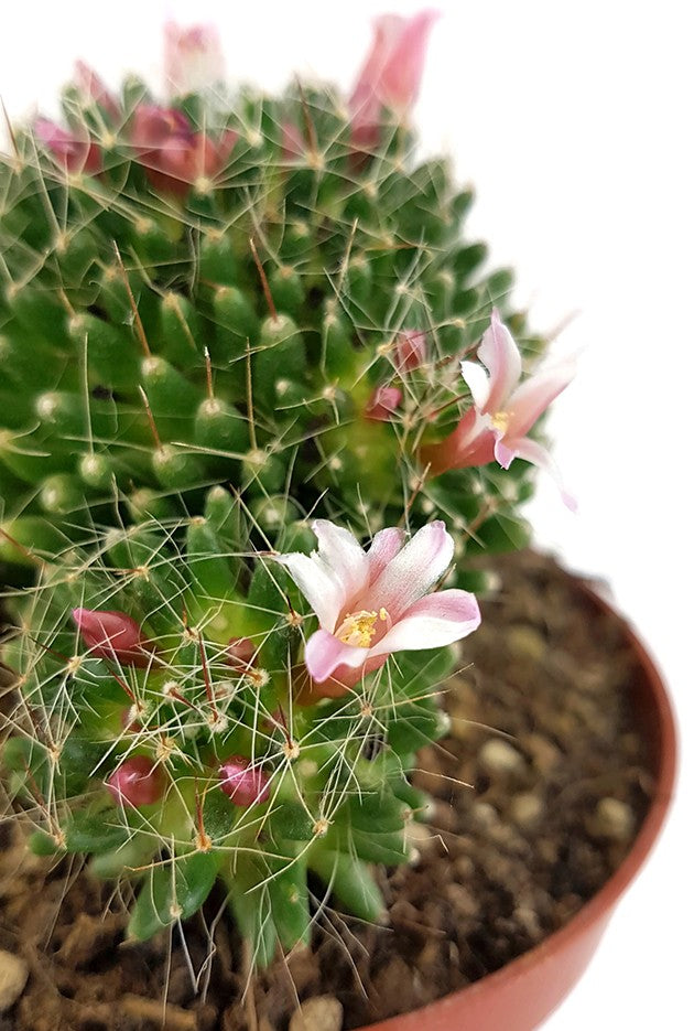 Mammillaria painteri f. monstruosa - Warzenkaktus