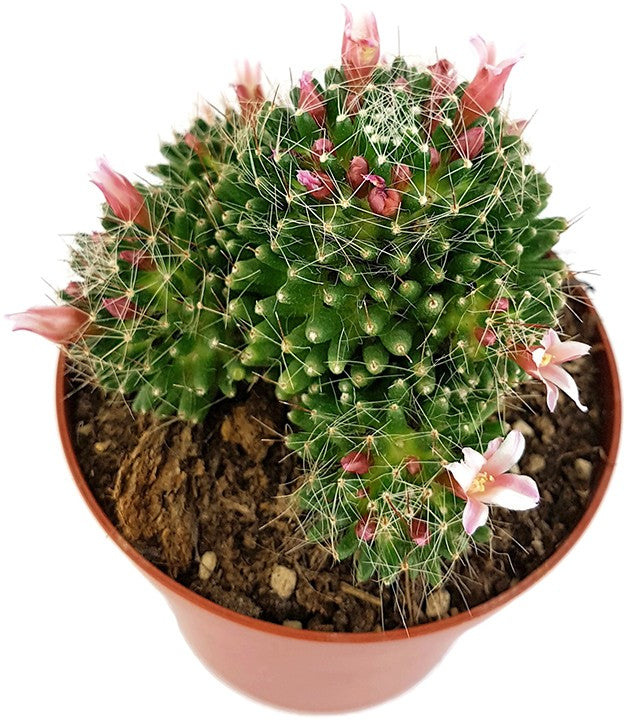 Mammillaria painteri f. monstruosa - Warzenkaktus