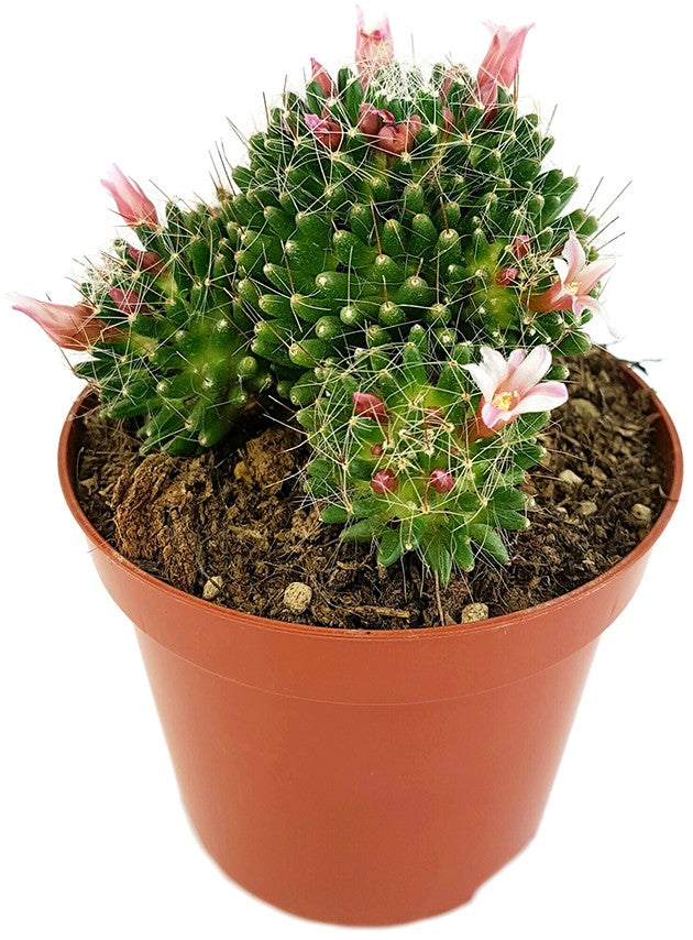 Mammillaria painteri f. monstruosa - Warzenkaktus