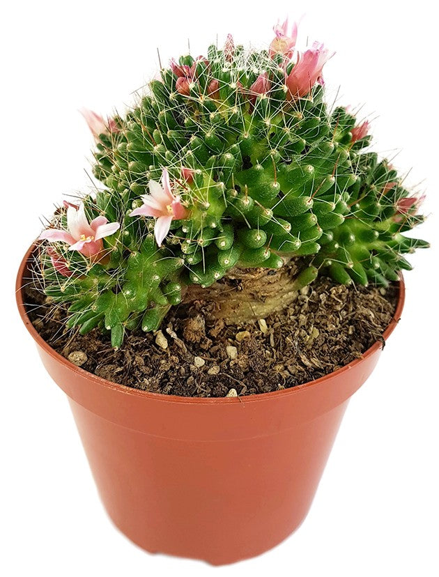 Mammillaria painteri f. monstruosa - Warzenkaktus