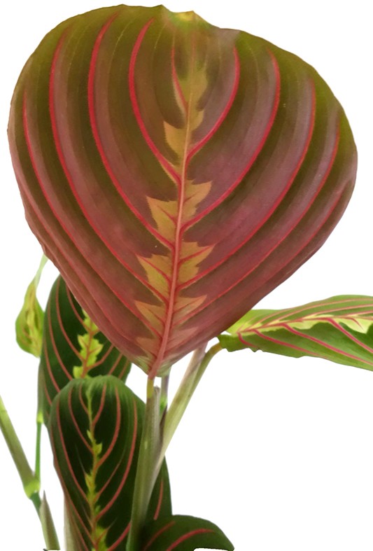 Maranta leuconeura "Fascinator" - bunter Pfeilwurz