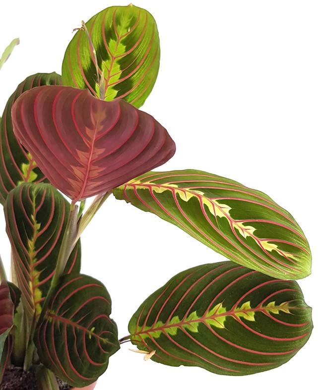 Maranta leuconeura "Fascinator" - bunter Pfeilwurz