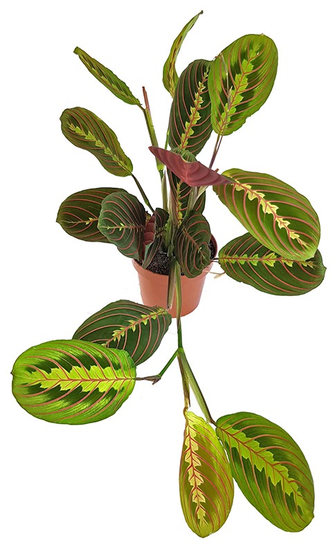 Maranta leuconeura "Fascinator" - bunter Pfeilwurz