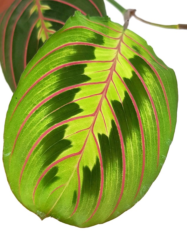 Maranta leuconeura "Fascinator" - bunter Pfeilwurz