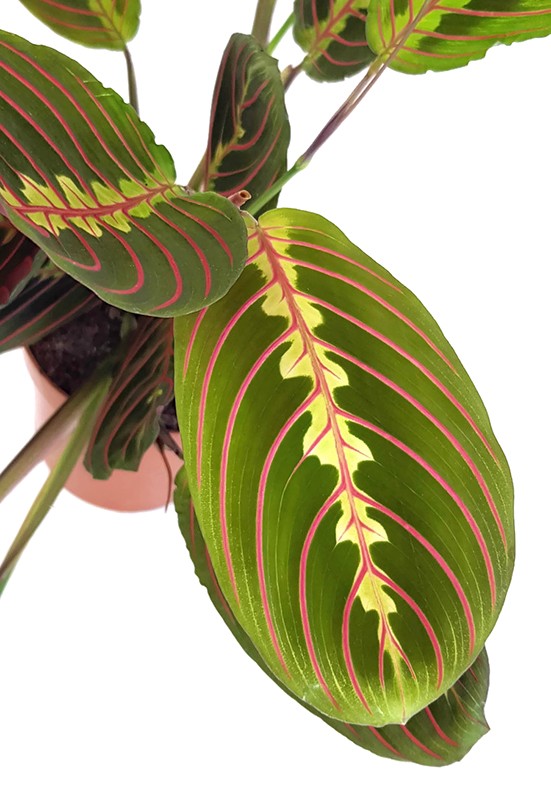 Maranta leuconeura "Fascinator" - bunter Pfeilwurz