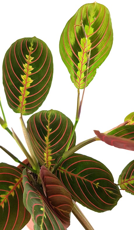 Maranta leuconeura "Fascinator" - bunter Pfeilwurz