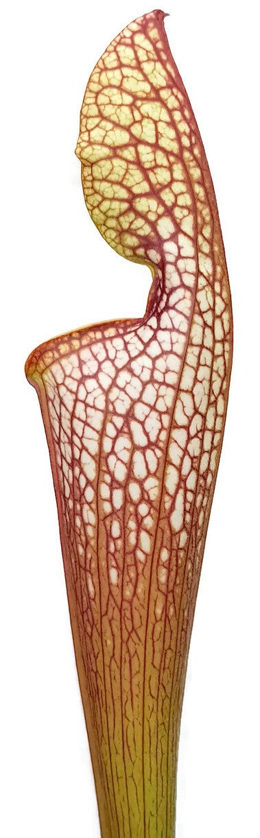 Sarracenia Moorei X Leucophylla "Marston Select"