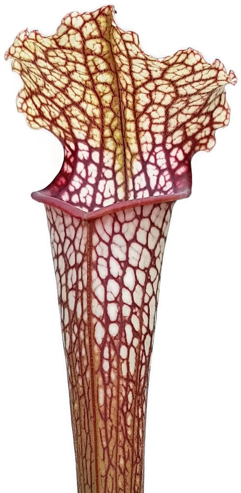 Sarracenia Moorei X Leucophylla "Marston Select"