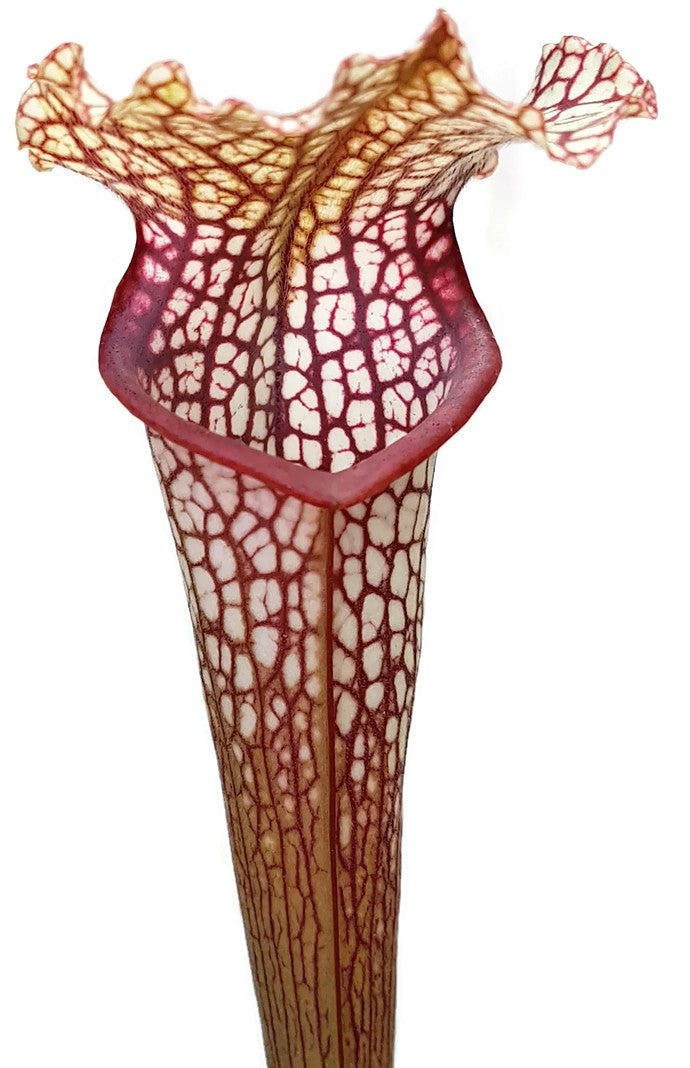 Sarracenia Moorei X Leucophylla "Marston Select"