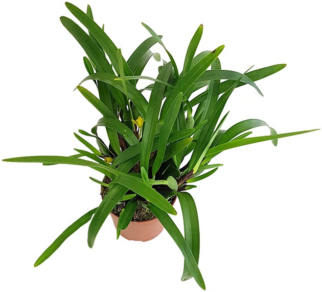 Maxillaria variabilis - exotische Orchidee