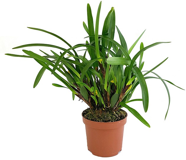 Maxillaria variabilis - exotische Orchidee