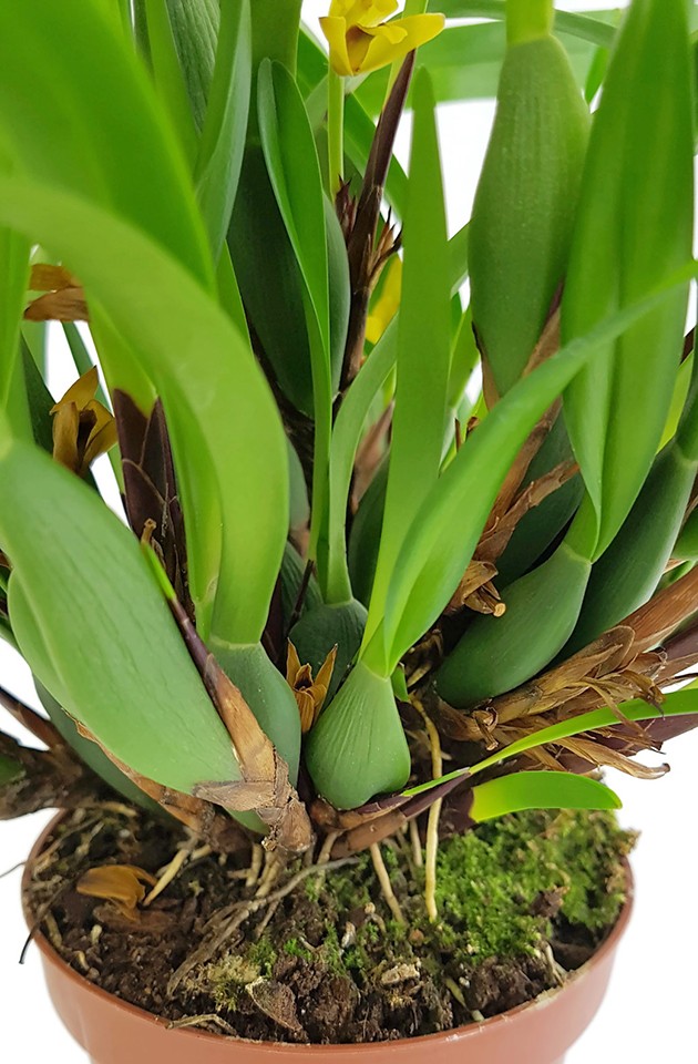 Maxillaria variabilis - exotische Orchidee