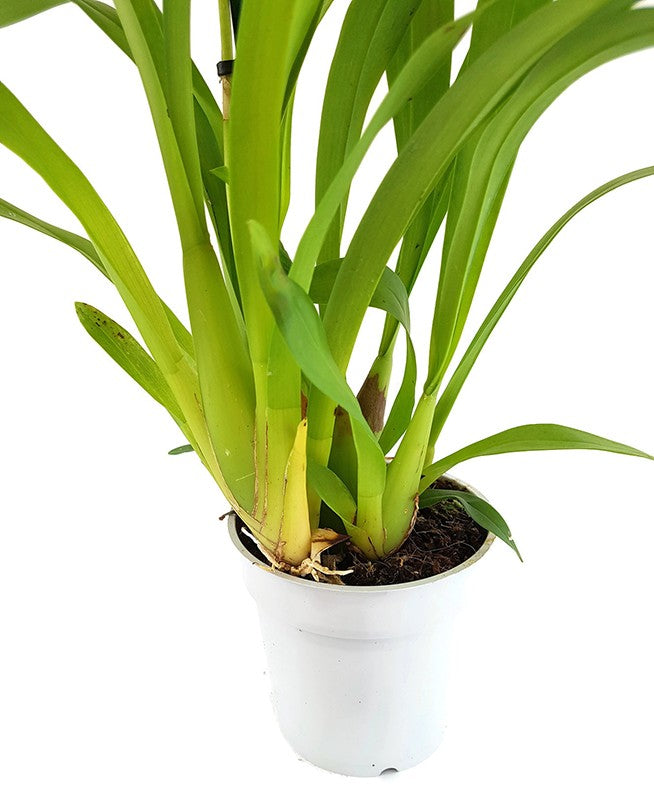 Orchidee Miltonia "Sunset" - anspruchsvolle Hybride