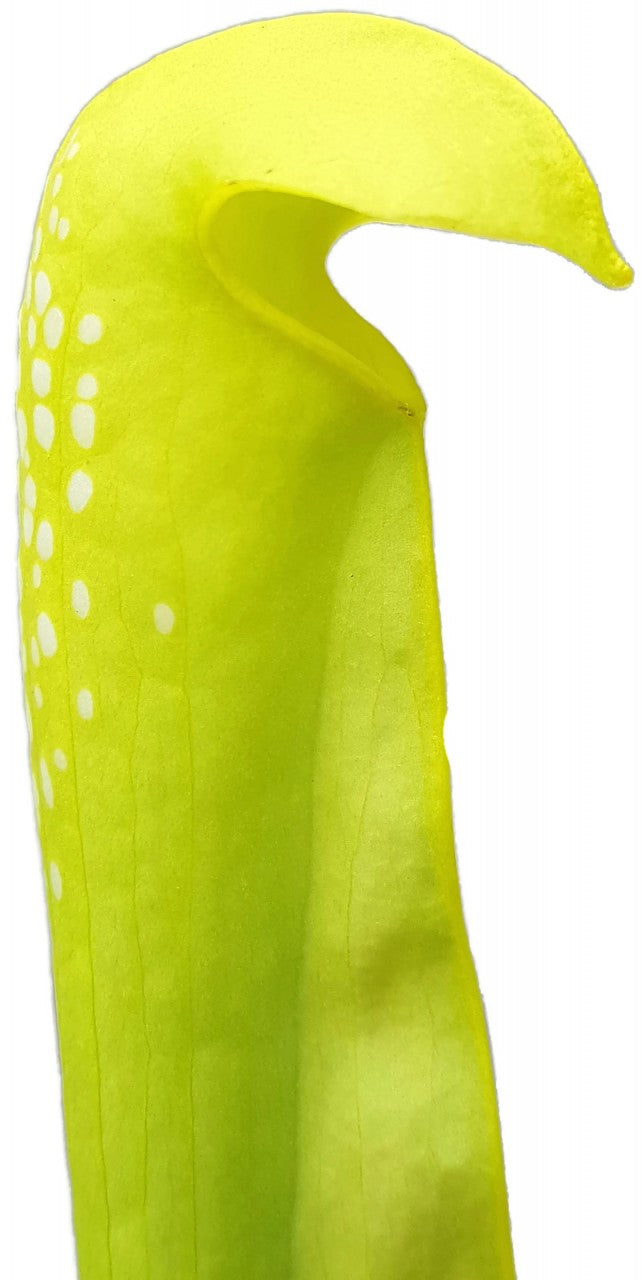 Sarracenia Minor "Anthocyanfree" Form