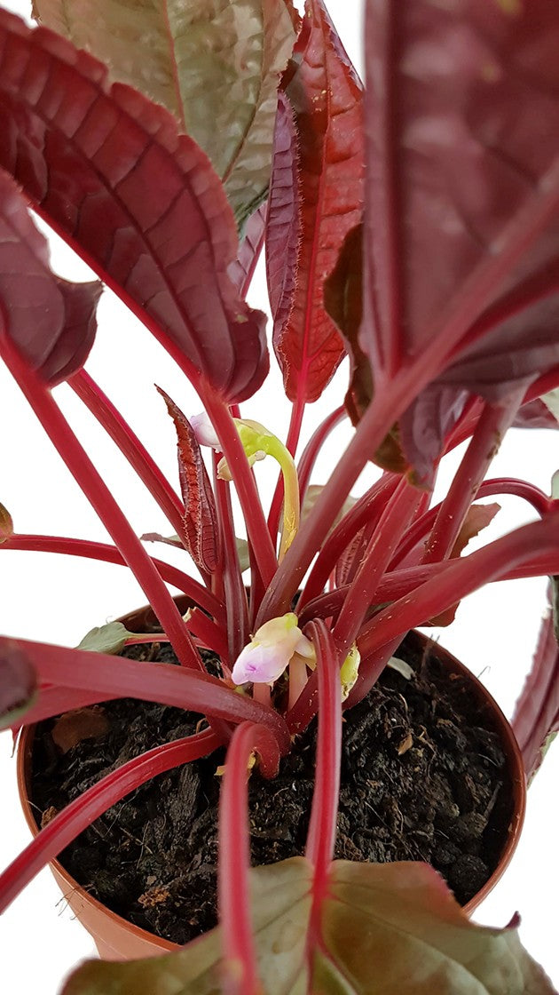 Monolena primulifolia "Midnight Glory" - Ameisenpflanze