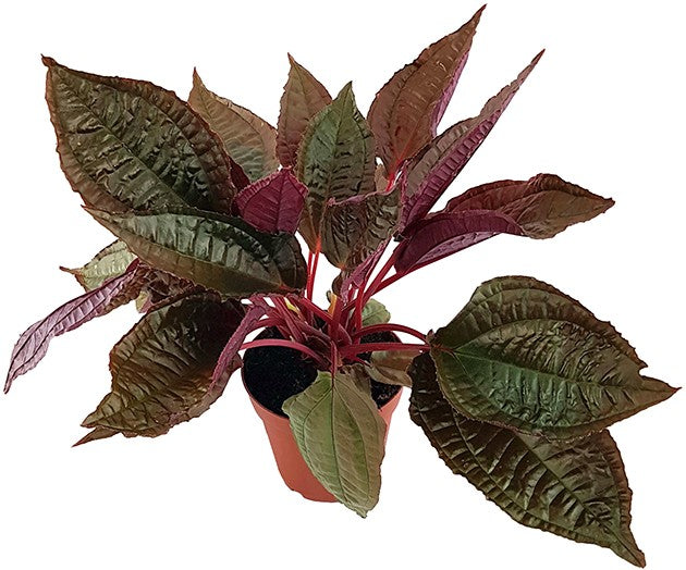 Monolena primulifolia "Midnight Glory" - Ameisenpflanze