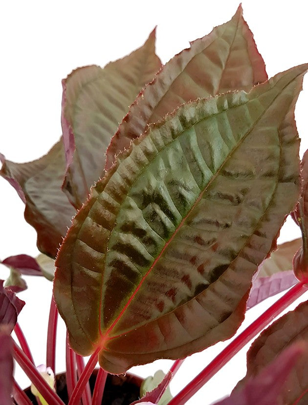 Monolena primulifolia "Midnight Glory" - Ameisenpflanze