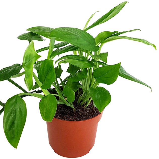 Monstera "Friedrichsthalii" - grünes Fensterblatt