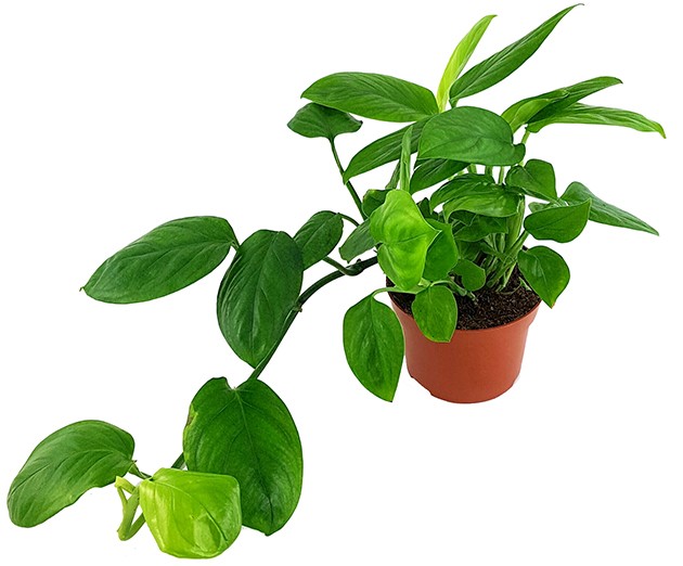 Monstera "Friedrichsthalii" - grünes Fensterblatt