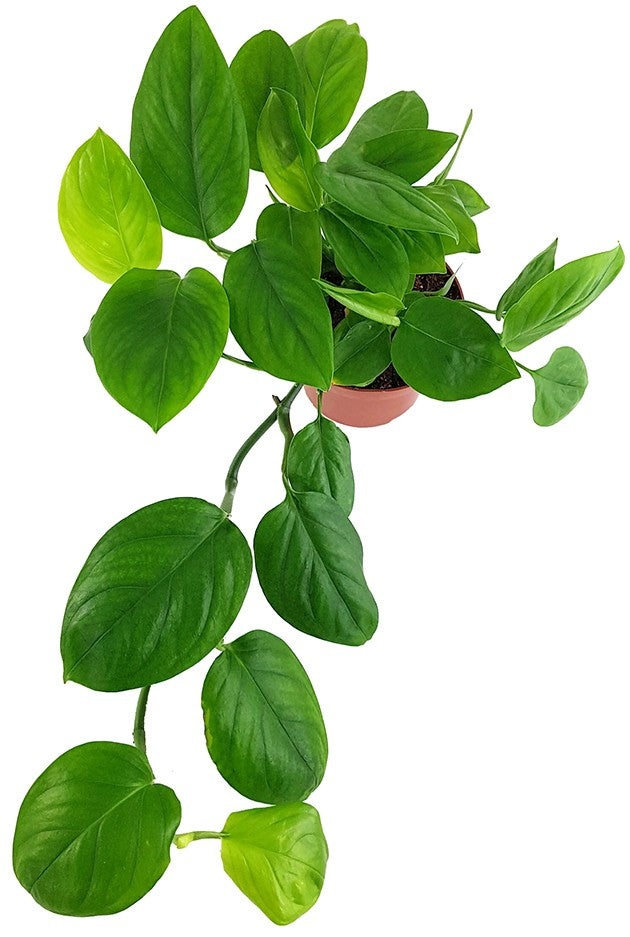 Monstera "Friedrichsthalii" - grünes Fensterblatt